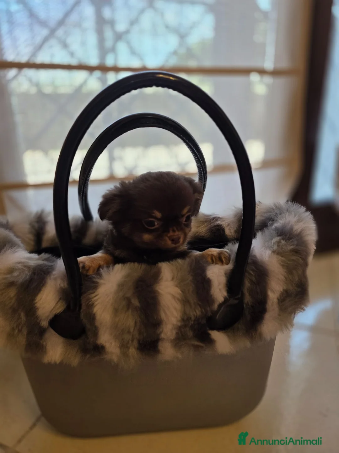 Chihuahua cani in vendita: Splendido cucciolo Chihuahua cioccolato tricolor a Città metropolitana di Roma Capitale - Annuncio 7