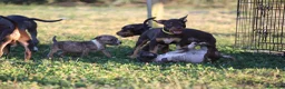 Pitbull cani in vendita: Cuccioli Pit Bull con pedigree anche a rate - Annuncio 23