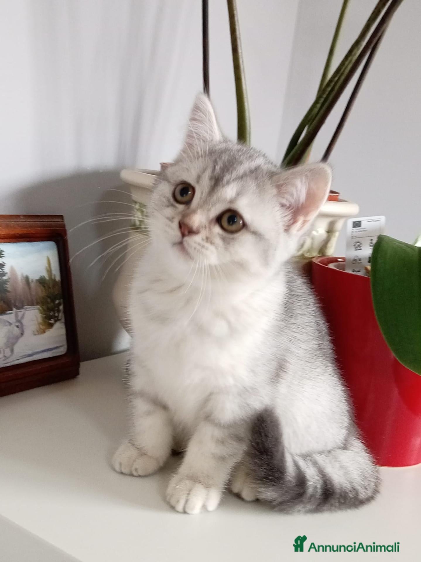 Scottish gatti Cuccioli Scottish  - Annuncio 2