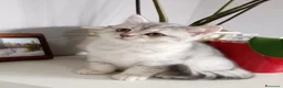 Scottish gatti in vendita: Cuccioli Scottish  - Annuncio 2
