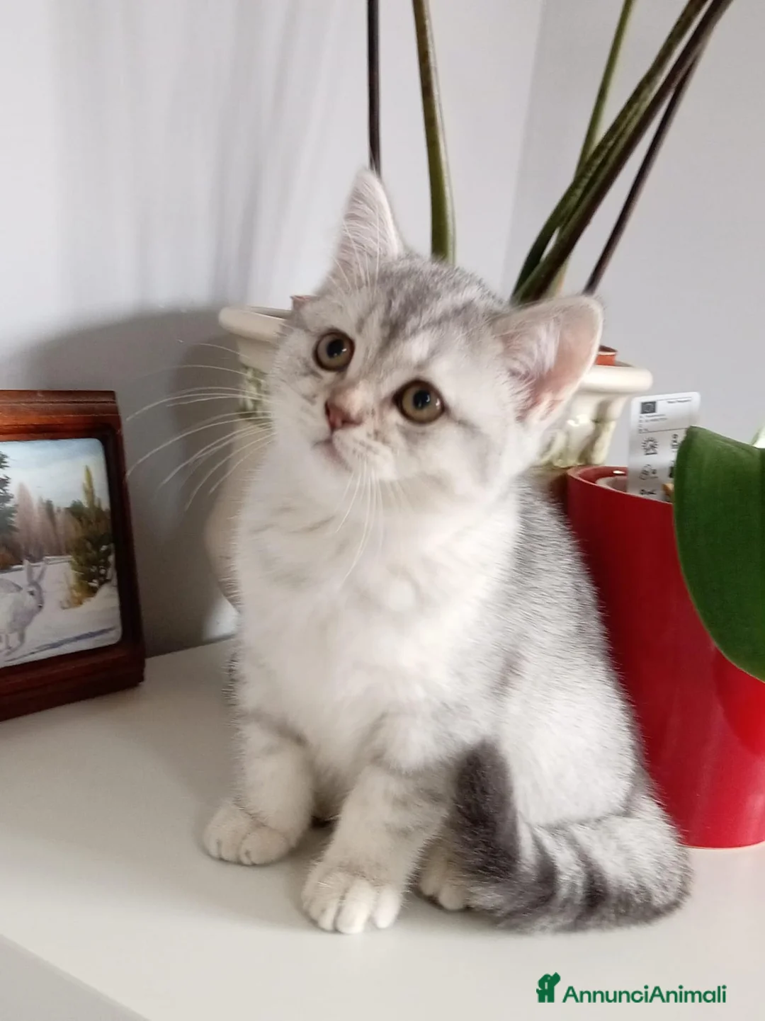 Scottish gatti in vendita: Cuccioli Scottish  - Annuncio 2