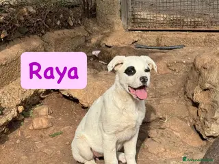 Meticcio cani Cuccioli 6mesi tg media abbondante INVISIBILI!SUD a Città metropolitana di Milano - Annuncio 5