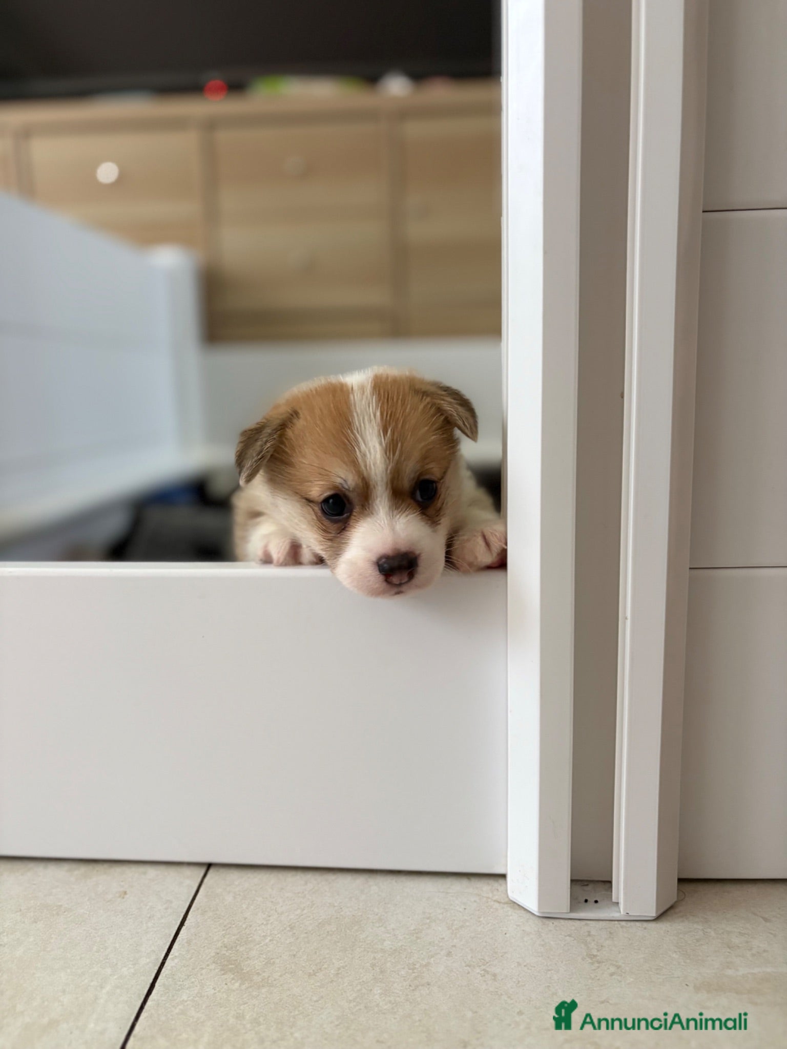 Corgi Pembroke cani Cucciolata corgi Pembroke nata il 30-05-2026 - Annuncio 2