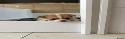 Corgi Pembroke cani in vendita: Cucciolata corgi Pembroke nata il 30-05-2026 - Annuncio 9