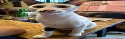 Meticcio gatti in regalo: Gattini cercano casa a Città metropolitana di Catania - Annuncio 15