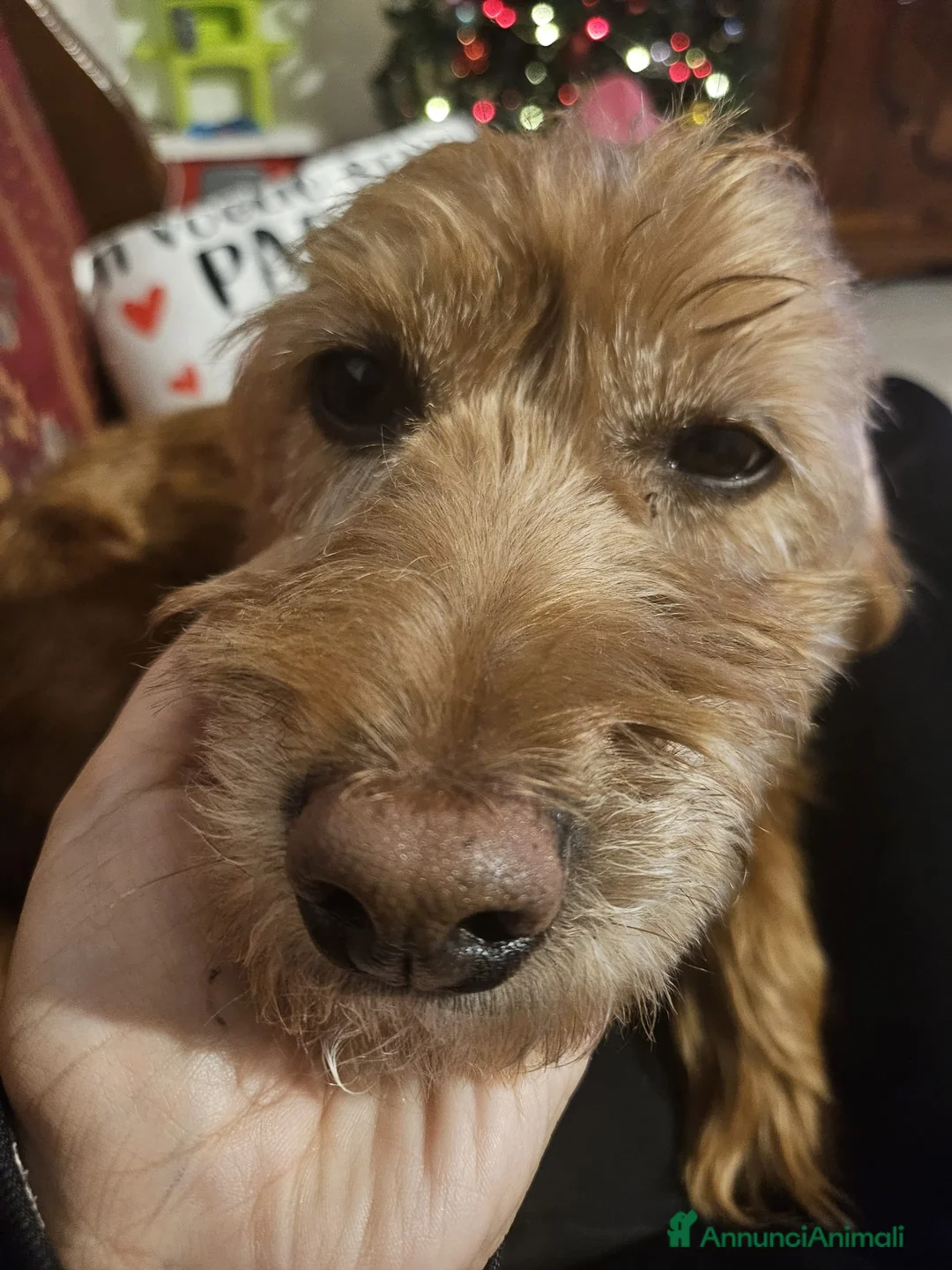 Spinone cani in regalo: Lady la spinoncina che adora i bimbi  a Città metropolitana di Milano - Annuncio 2