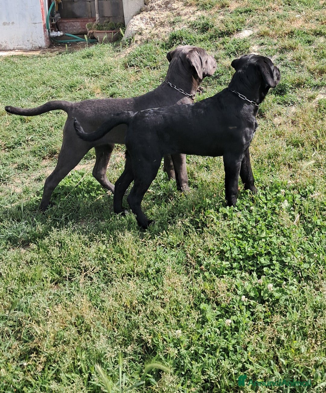 Cane Corso cani in vendita: cuccioli di cane corso  - Annuncio 9