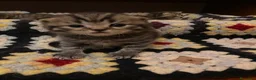 British gatti in vendita: British  - Annuncio 8