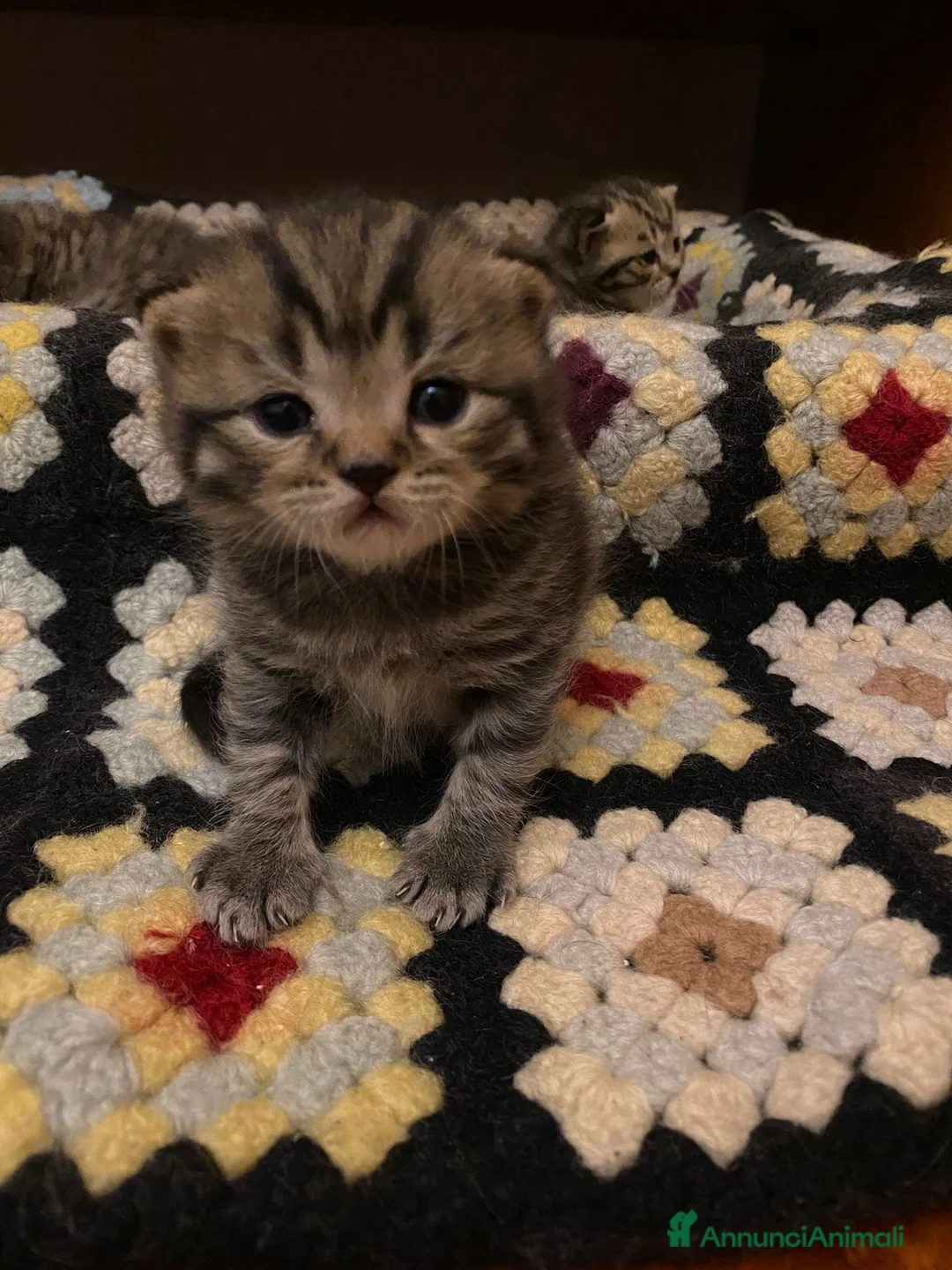 British gatti in vendita: British  - Annuncio 8