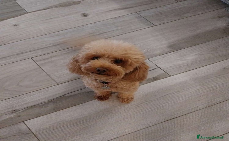 Barboncino Toy cani - Annuncio 4