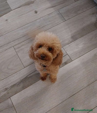 Barboncino Toy cani - Annuncio 3