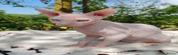 Sphynx gatti in vendita: Disponibili splendidi cuccioli di Sphynx ✨ - Annuncio 30