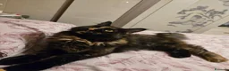 Maine Coon gatti in vendita: Maine Coon Enfi  - Annuncio 3
