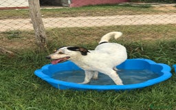 Meticcio cani in regalo: Bronto, un visetto dipinto a mano - in adozione a Provincia di Latina - Immagine 5