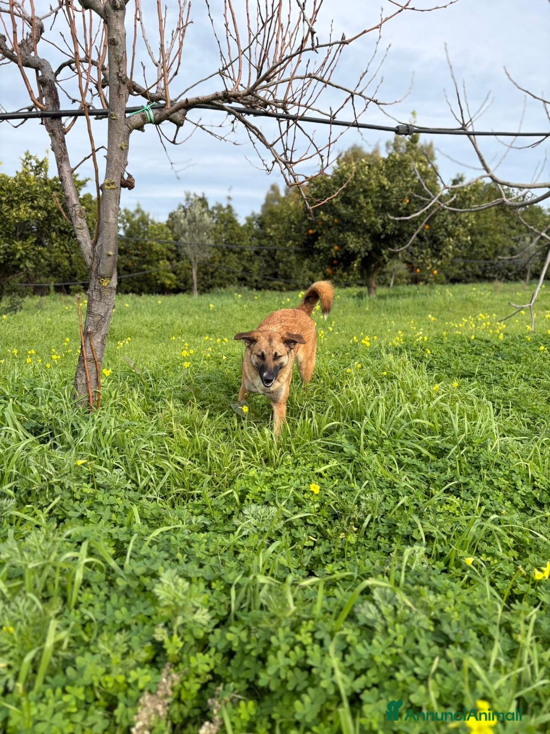 Meticcio cani in regalo: BEA 🩷 - cucciola gettata nell’immondizia 😢🏠 - Annuncio 3