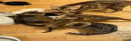 Bengala gatti in vendita: CUCCIOLI BENGALA - Annuncio 3