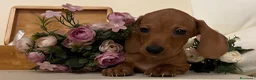 Bassotto cani in vendita: Cuccioli Bassotto Kaninchen e nano - Annuncio 34
