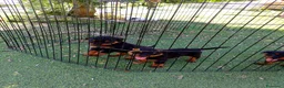 Rottweiler cani in vendita: Vendo ultime 2 cucciole di Rottweiler  - Annuncio 5