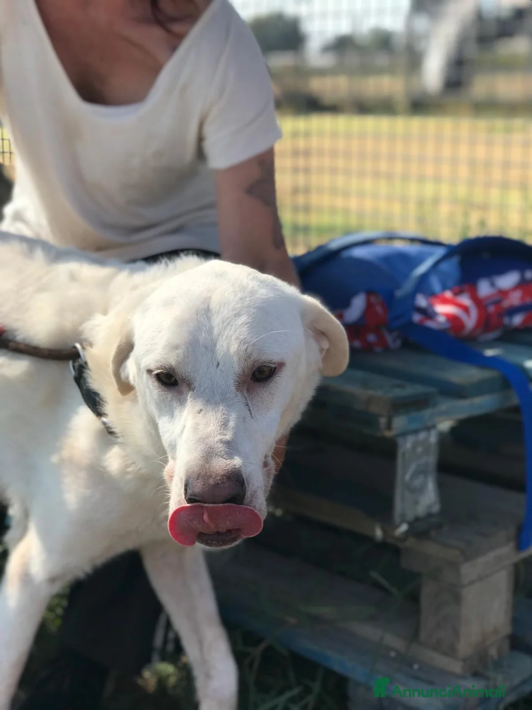 Labrador cani in regalo: Boston , simil labrador dagli occhi dolcissimi  a Provincia di Latina - Annuncio 6