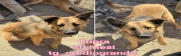 Meticcio cani in regalo: CUCCIOLI ABBANDONATI! EMERGENZA  - Annuncio 9