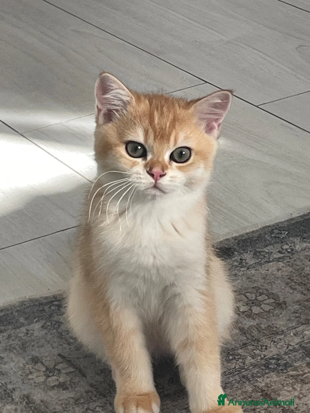 British gatti in vendita: Prenotazione cuccioli British Shorthair  NY12 - Annuncio 2