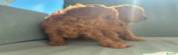 Meticcio cani in vendita: Cucciolo barboncino toy red a Provincia di Ascoli Piceno - Annuncio 4