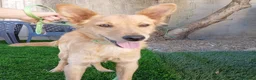 Meticcio cani in regalo:  Bing - Annuncio 3