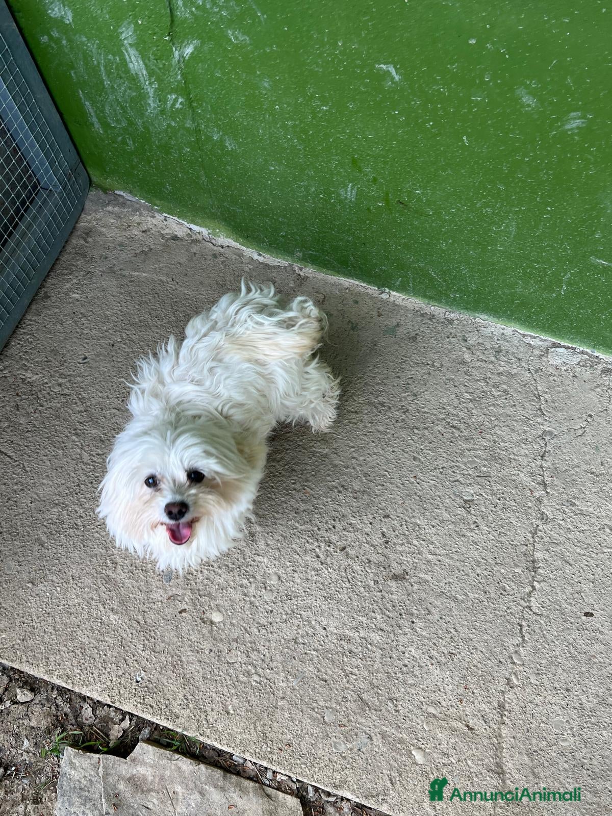 Maltipoo cani maltipoo  - Annuncio 1