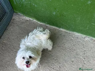 Maltipoo cani maltipoo - Annuncio 1