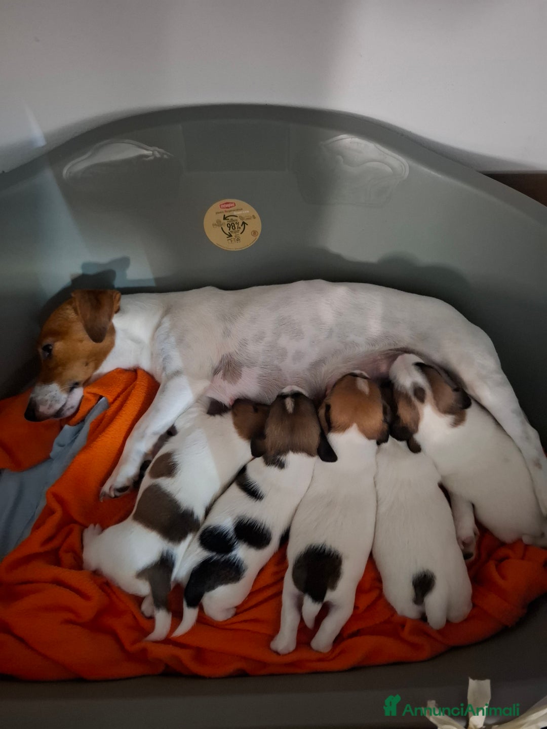 Jack Russell cani in vendita: JACK RUSSEL ultimo maschietto Pedigree - Annuncio 9