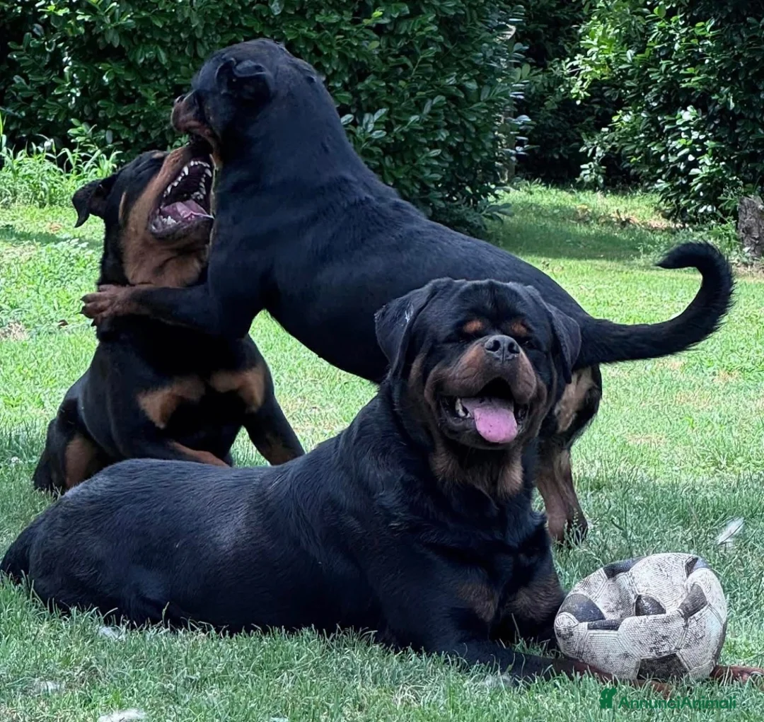 Rottweiler cani in vendita: Rottweiler pedigree Enci pagamenti rateali - Annuncio 5