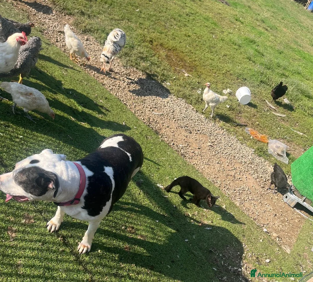 American Staffordshire cani in regalo: Amstaff 10anni buona con gatti e altri animaliMILA - Annuncio 2