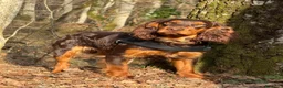 Cocker cani in vendita: Prenotazioni cuccioli di English Cocker Spaniel  a Provincia di Cosenza - Annuncio 16