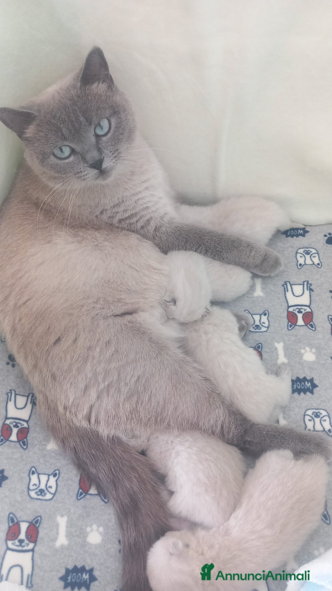 Scottish gatti Cuccioli scottish fold e straight  - Annuncio 10