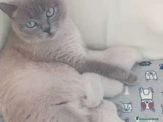 Scottish gatti Cuccioli scottish fold e straight - Annuncio 10