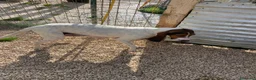 Meticcio cani in regalo: MERAVIGLIE DA ADOTTARE - Annuncio 4