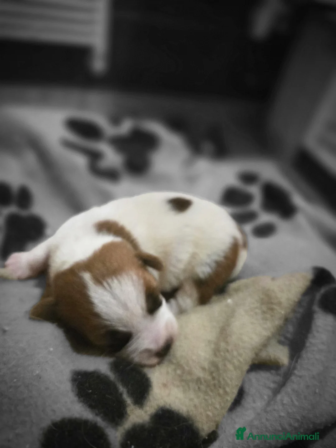 Jack Russell cani in vendita: Cuccioli di Jack Russell Terrier - Annuncio 2