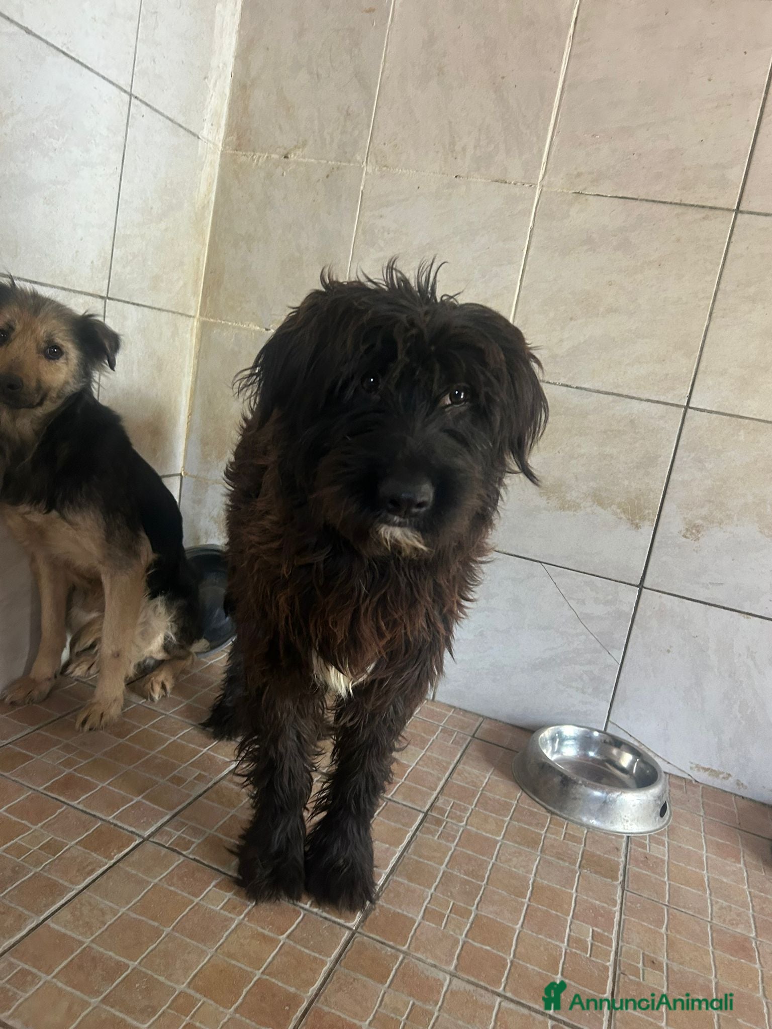 Meticcio cani Zorro, Schnauzer-Terrier Mix in canile - Annuncio 32