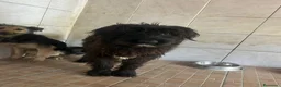 Meticcio cani in regalo: Zorro, Schnauzer-Terrier Mix in canile a Catania - Annuncio 1