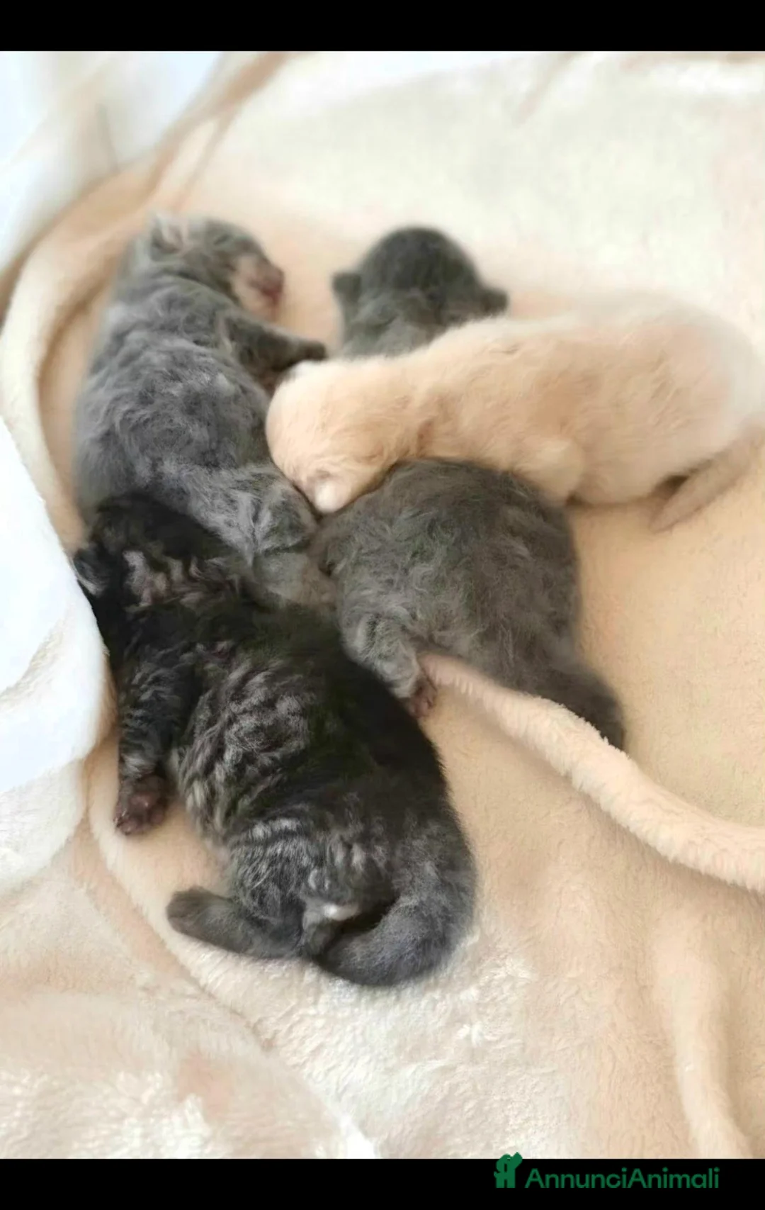 Scottish gatti in vendita: Quattro adorabili cuccioli Scottish Fold&Straight  - Annuncio 1
