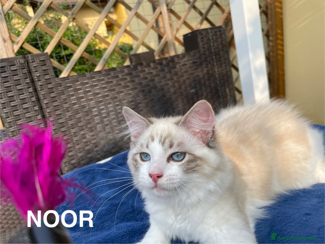 Ragdoll gatti in vendita: Fantastici cuccioli di Ragdoll a Provincia di Pavia - Immagine 12