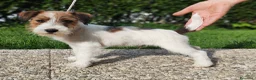 Jack Russell cani in vendita: Jack Russell  - Annuncio 2