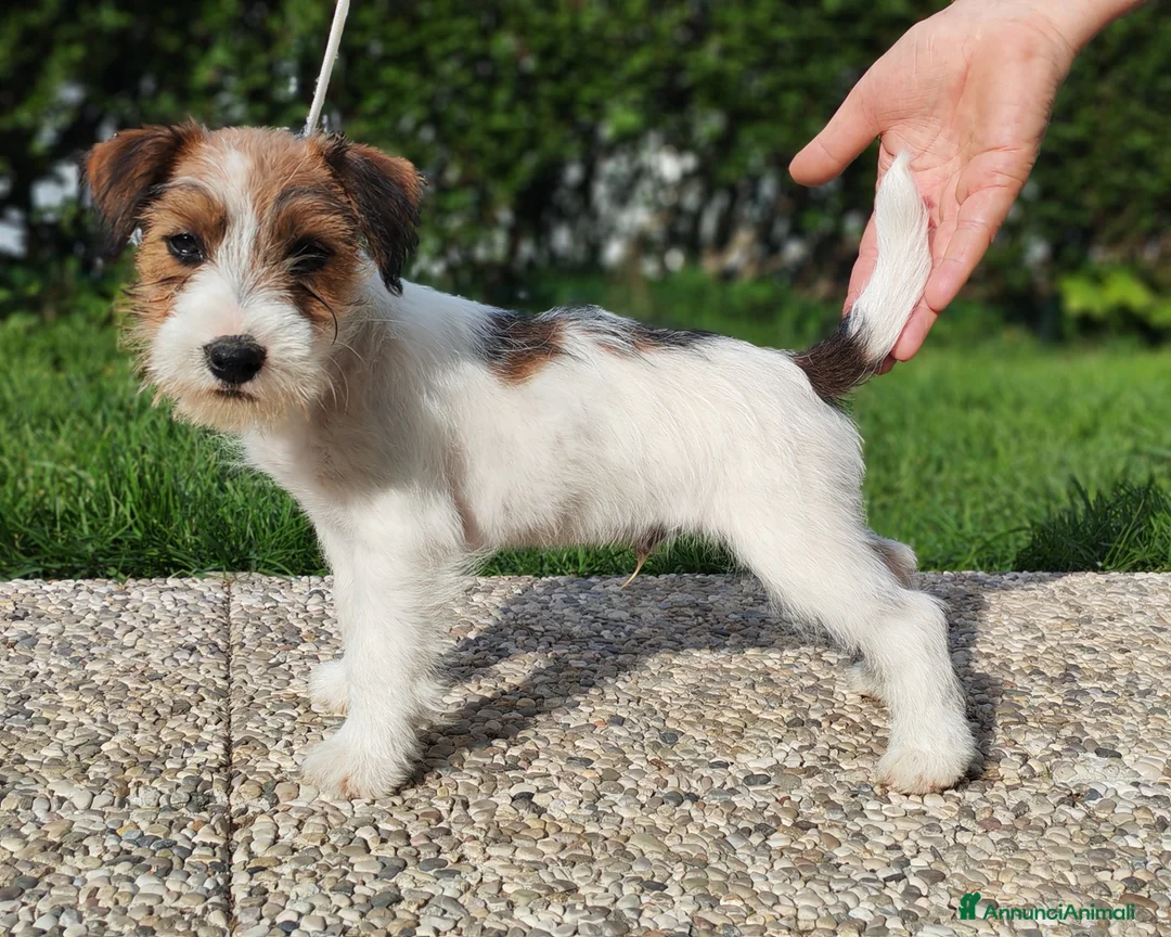 Jack Russell cani in vendita: Jack Russell  - Annuncio 2