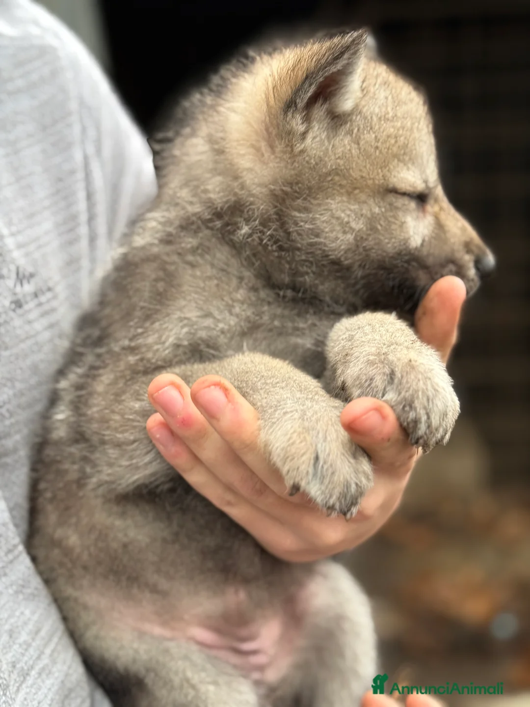 Lupo Cecoslovacco cani in vendita: Cuccioli lupo cecoslovacco  - Annuncio 10