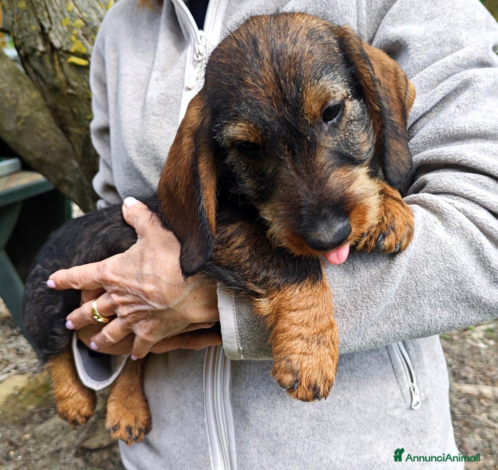Bassotto cani Cuccioli di bassotto tedesco a pelo forte - Annuncio 5