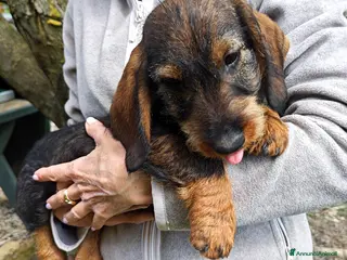 Bassotto cani Cuccioli di bassotto tedesco a pelo forte - Annuncio 5