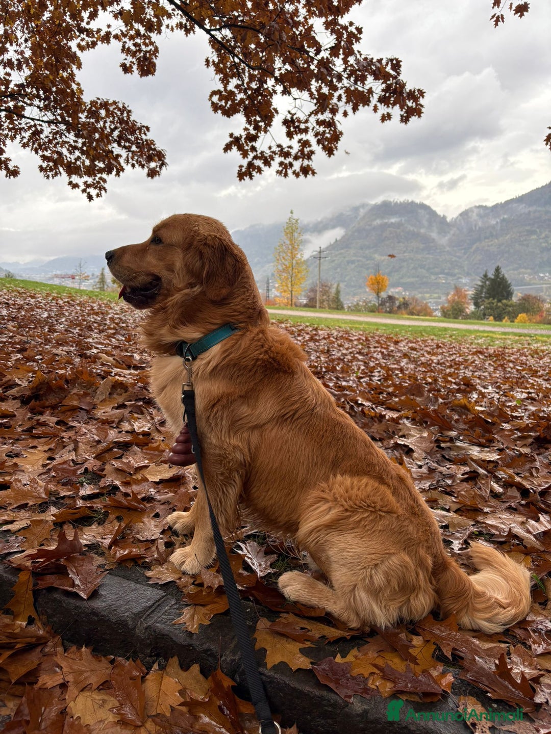 Golden Retriever cani in vendita: Golden retriever  - Annuncio 6
