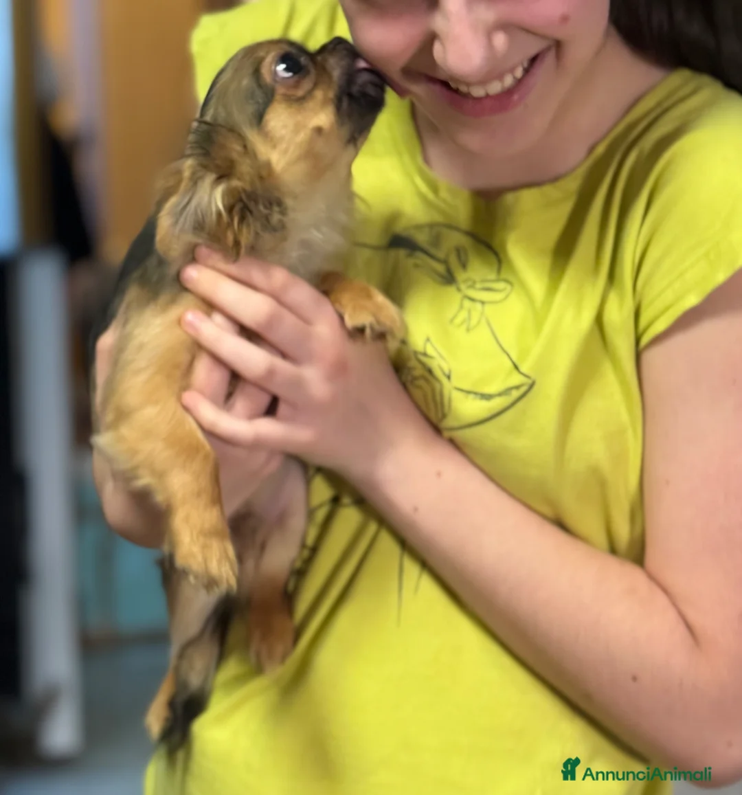 Chihuahua cani in vendita: Chihuahua mini - Annuncio 3