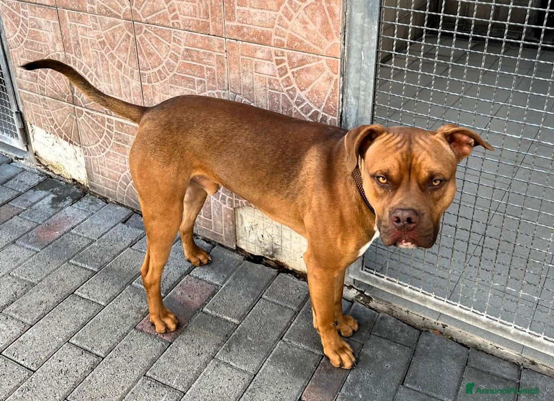 Meticcio cani in regalo: NILO CERCA CASA - Annuncio 6