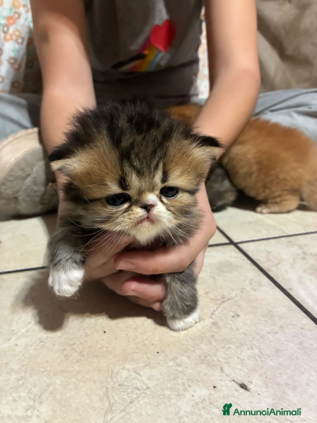 Persiano gatti in vendita: Cuccioli di persiano a Provincia di Brescia - Annuncio 2
